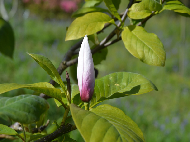 Magnolia 'Todd's Forty Niner', flower bud, Caerhays Castle, Goran, Cornwall, United Kingdom.
